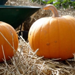Pumpkins on Bales of Hay