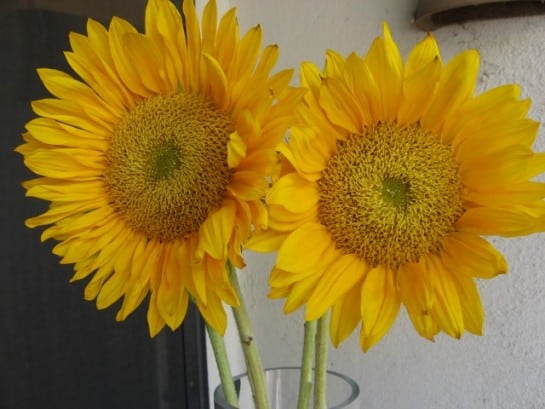 Sunflowers and Sunday Sampling
