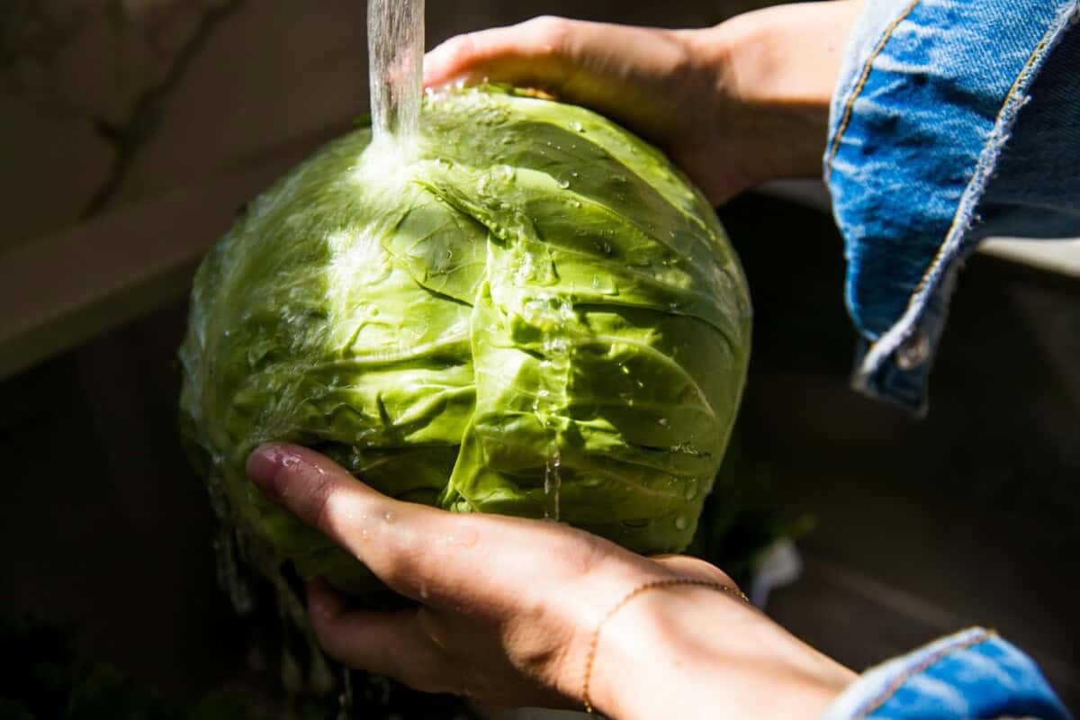 washing head of green cabbage
