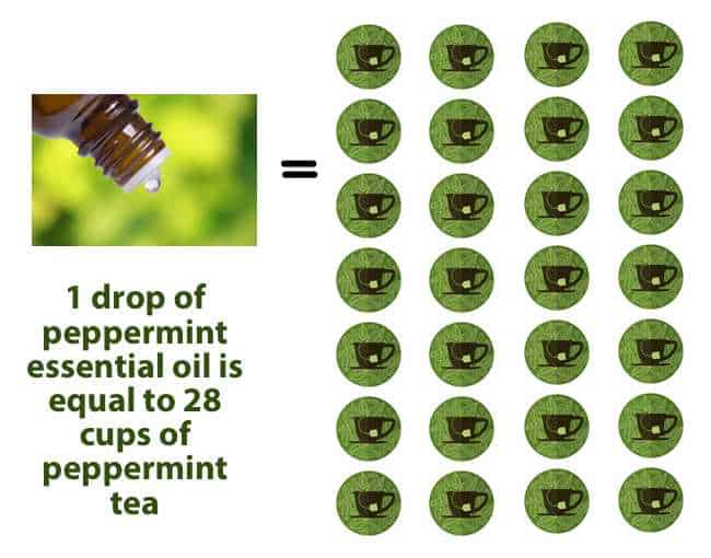 Peppermint Essential Oil compared with Peppermint Tea