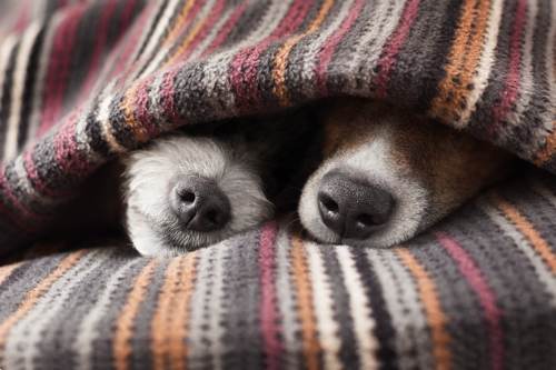 Dogs Sleeping in Bed