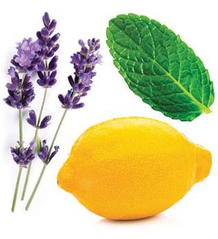 Lemon Lavender and Peppermint Plants