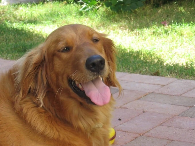My Golden Retriever is part of my healthy weight loss environment
