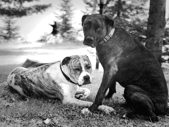 My two pit bull dogs, Wilson and Axel in black and white
