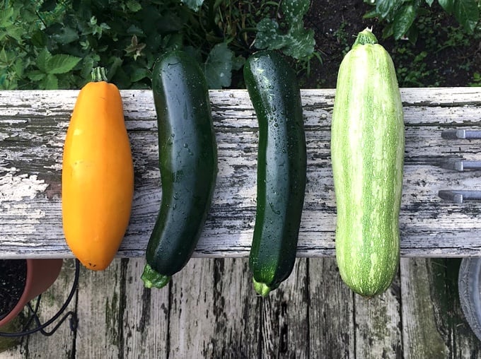 Different varieties of zucchini squash on wood bench.