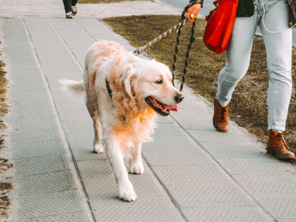Older golden retriever being walked by person in jeans